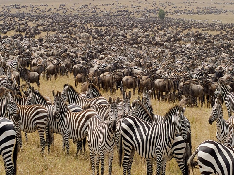 Africa Nature Animals (55)